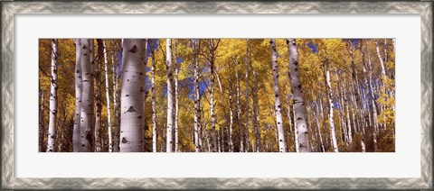 Framed Forest, Grand Teton National Park, Teton County, Wyoming, USA Print