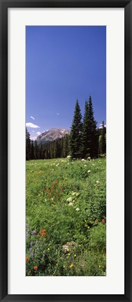 Framed Wildflowers in a forest, Crested Butte, Gunnison County, Colorado, USA Print