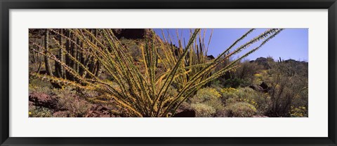 Framed Plants on a landscape, Organ Pipe Cactus National Monument, Arizona (horizontal) Print