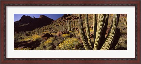 Framed Desert Landscape, Organ Pipe Cactus National Monument, Arizona, USA Print