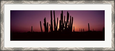 Framed Silhouette of Organ Pipe cacti (Stenocereus thurberi) on a landscape, Organ Pipe Cactus National Monument, Arizona, USA Print