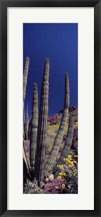 Framed Close up of Organ Pipe cactus, Arizona Print