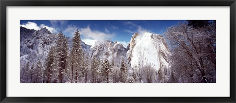 Framed Snowy trees with rocks in winter, Cathedral Rocks, Yosemite National Park, California, USA Print