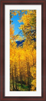 Framed Valley with Aspen trees in autumn, Colorado, USA Print