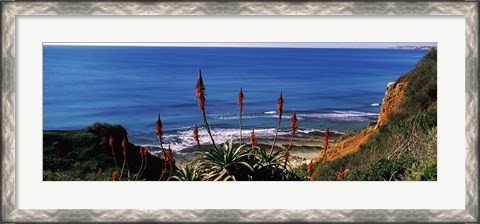 Framed Flowers and plants on the beach, Alvor Beach, Algarve, Portugal Print