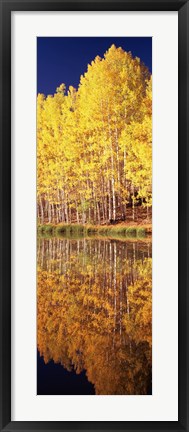 Framed Reflection of Aspen trees in a lake, Telluride, San Miguel County, Colorado, USA Print