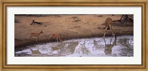 Framed Impalas (Aepyceros Melampus) and a giraffe at a waterhole, Mkuze Game Reserve, Kwazulu-Natal, South Africa Print