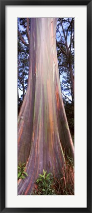 Framed Rainbow eucalyptus (Eucalyptus deglupta) tree, Hana Highway, Maui, Hawaii, USA Print