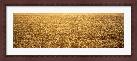 Framed Panorama of amber waves of grain, wheat field in Provence-Alpes-Cote D&#39;Azur, France Print