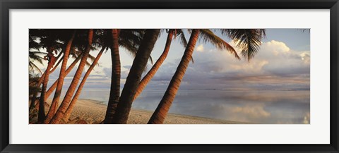 Framed Palm trees on the beach at sunset, Rarotonga, Cook Islands Print