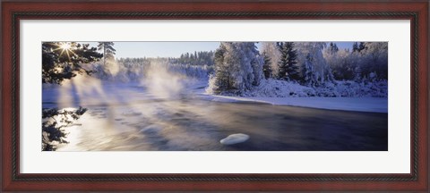 Framed Snow covered laden trees, Dal River, Sweden Print