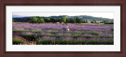 Framed Woman walking with basket through a field of lavender in Provence, France Print