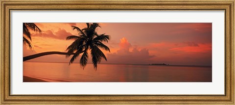 Framed Silhouette of palm tree on the beach at sunrise, Fihalhohi Island, Maldives Print