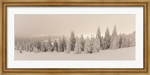 Framed Snow covered trees on a hill, Feldberg, Black Forest, Baden-Wurttemberg, Germany Print