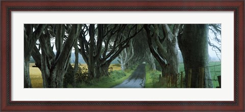 Framed Road at the Dark Hedges, Armoy, County Antrim, Northern Ireland Print