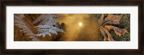 Framed Cold feet leaves Print