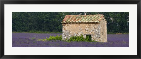 Framed Stone building in a lavender field, Provence-Alpes-Cote D&#39;Azur, France Print