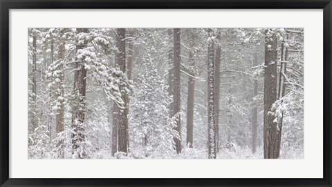 Framed Snow covered Ponderosa Pine trees in a forest, Indian Ford, Oregon, USA Print