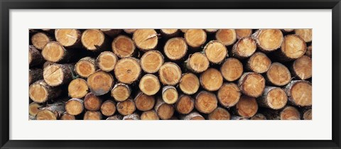 Framed Stack of logs in forest, Burrator Reservoir, Dartmoor, Devon, England Print