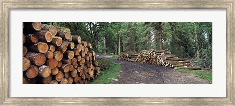 Framed Stacks of logs in forest, Burrator Reservoir, Dartmoor, Devon, England Print