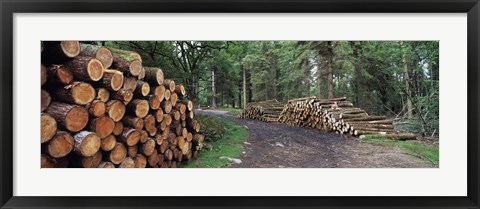 Framed Stacks of logs in forest, Burrator Reservoir, Dartmoor, Devon, England Print