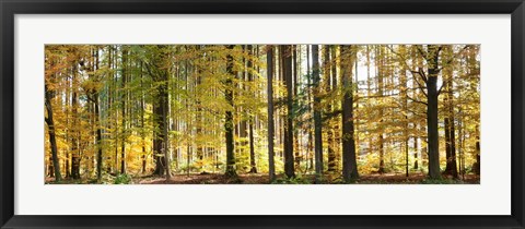 Framed Trees in autumn, Hohenlohe, Baden-Wurttemberg, Germany Print