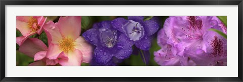 Framed Close-up of pink and purple  flowers Print