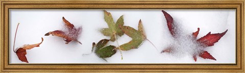 Framed Leaves in the snow Print