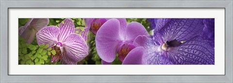 Framed Details of violet orchid flowers Print
