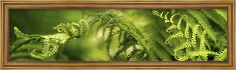 Framed Close-up of multiple images of ferns Print