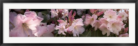 Framed Multiple images of pink Rhododendron flowers Print