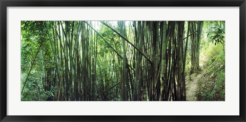 Framed Bamboo forest, Chiang Mai, Thailand Print