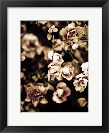 Framed Romantic Roses I Print