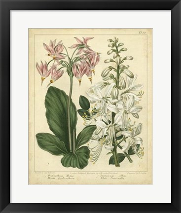 Framed Garden Flora IV Print