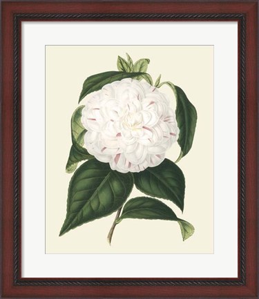 Framed Antique Camellia I Print