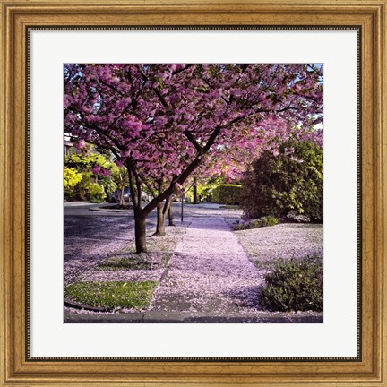 Framed Fallen Petals Print