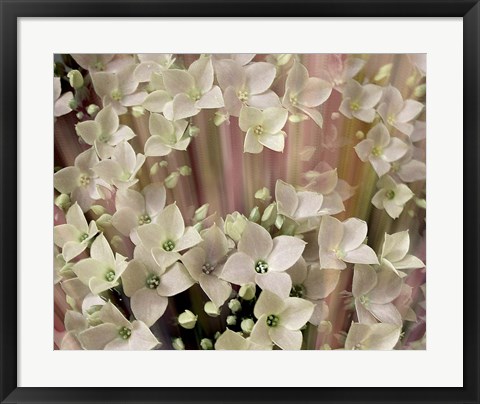 Framed Soft Floral I Print