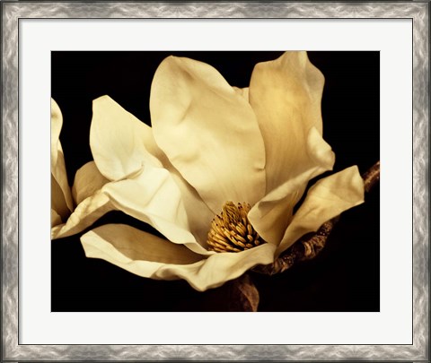 Framed Buttercream Magnolia I Print