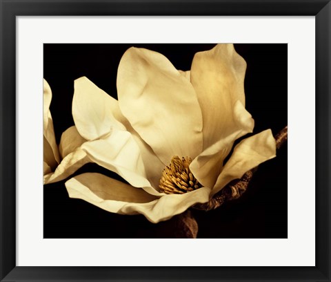 Framed Buttercream Magnolia I Print