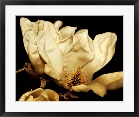 Framed Buttercream Magnolia II Print