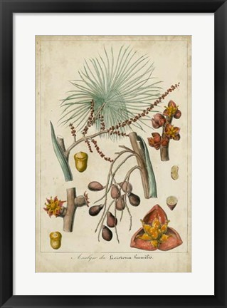 Framed Palma Exotica III Print