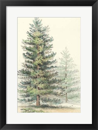 Framed Majestic Pine I Print