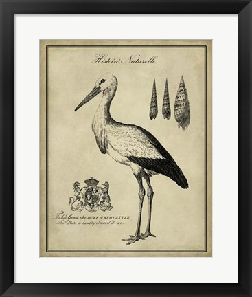 Framed Antiquarian Stork Print
