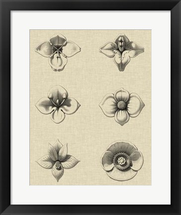Framed Floral Rosette IV Print