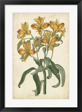 Framed Botanical Display III Print