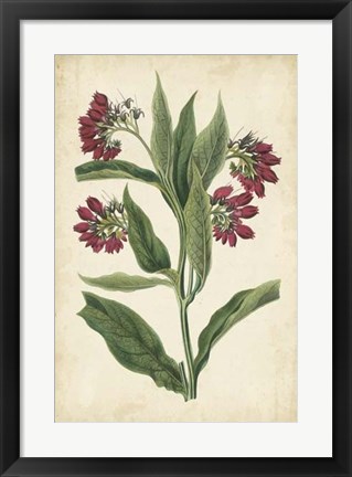 Framed Botanical Display IV Print