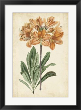 Framed Botanical Display V Print