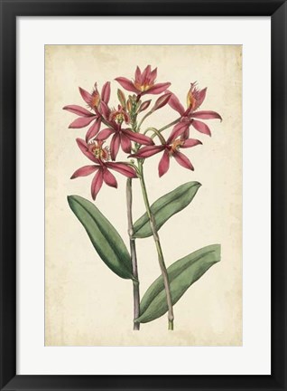 Framed Botanical Display VI Print