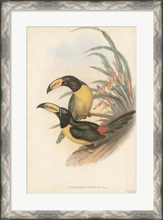 Framed Tropical Toucans IV Print