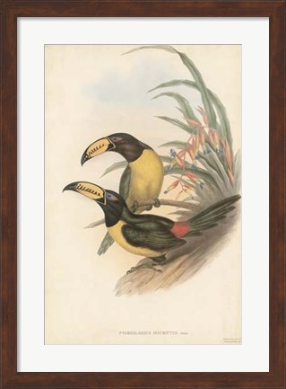 Framed Tropical Toucans IV Print